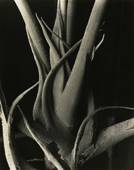 Imogen Cunningham, Umbrella Plant, c. 1930
Vintage gelatin silver print, 9 1/4 x 7 3/4 in. (23.5 x 19.7 cm)
Mounted 18x 14 inches. Signed in pencil on mount recto. "IC527" stamp and typed label with title and photographer's Harbor View address and "c-18" in pencil on mount verso.
8491
$24,000