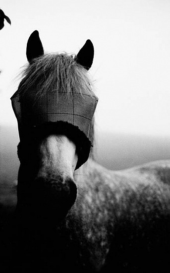 Machiel Botman, Horse, Limburg, 2004
Gelatin silver print, 21 5/8 x 14 7/16 in. (54.9 x 36.7 cm)
Edition of 10
4741