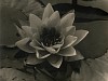 Alma Lavenson, Waterlily
1932, Vintage gelatin silver print