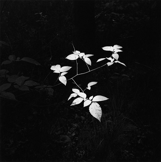 Kenneth Josephson, Wisconsin, 1980
Vintage gelatin silver print, 9 1/8 x 9 in. (23 x 22.9 cm)
Edition of 50
5108
Sold