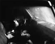Emma Wilcox Press: BW Gallerist, July 16, 2010