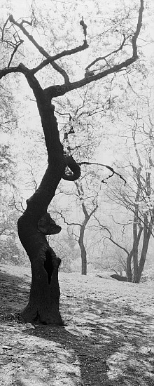 Lois Conner, Bronx Botanical Garden, New York, 1990
Platinum print, 16 1/2 x 6 1/2 in. (41.9 x 16.5 cm)
Edition of 10
5858