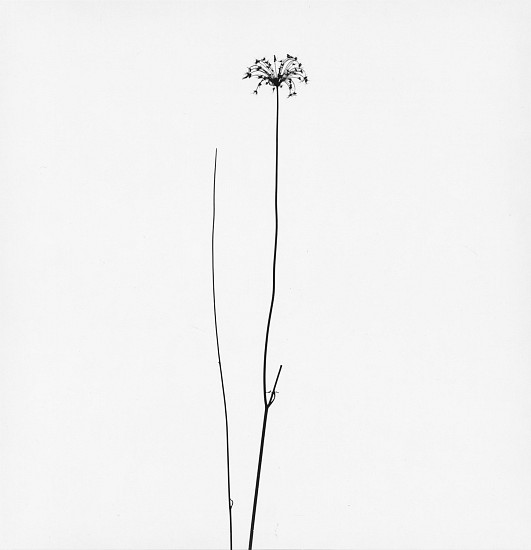 Harry Callahan, Michigan, 1948
Early gelatin silver print, 6 3/4 x 6 1/2 in. (17.1 x 16.5 cm)
4163
Sold