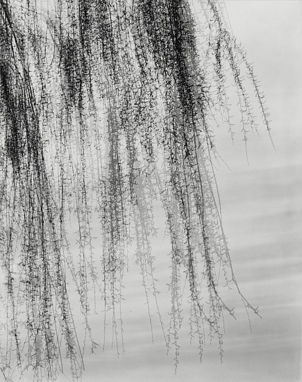 Harry Callahan, Royal Oak, Michigan, 1945
Early gelatin silver print: printed prior to 1961, 9 1/2 x 7 5/8 in. (24.1 x 19.4 cm)
4165
Sold