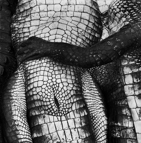 Debbie Fleming Caffery, Gator Paw, 1995
Gelatin silver print, 19 x 18 7/8 in. (48.3 x 47.9 cm)
Edition of 25
6847
$4,500