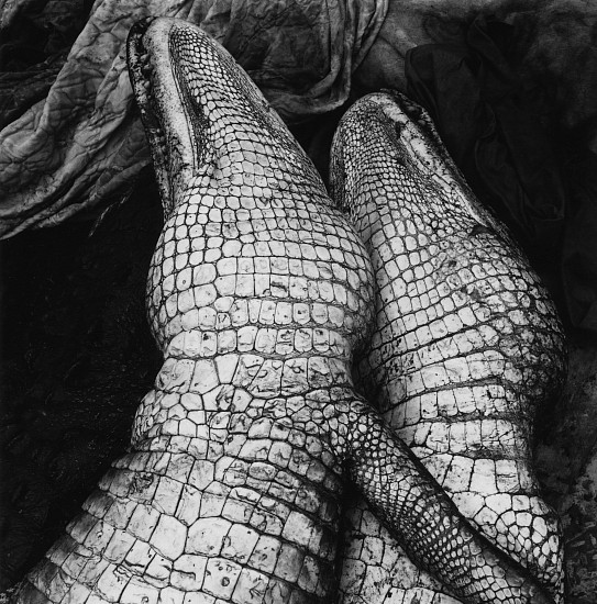 Debbie Fleming Caffery, Gator Love, 1995
Gelatin silver print, 18 7/8 x 18 7/8 in. (48.1 x 48.1 cm)
Edition of 25
6848
$6,000