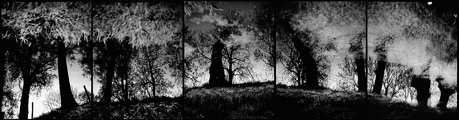 Machiel Botman, Water Trees, 2005
5 gelatin silver prints, 20 x 80 in. (50.8 x 203.2 cm)
Polyptych of five prints; each 19 3/4 x 15 3/4 in. (50.2 x 40 cm)edition of 10
6632