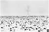 Machiel Botman, Tree Snow
2008, Gelatin silver print