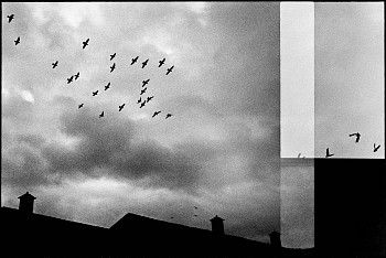 Machiel Botman - Birds, Novare