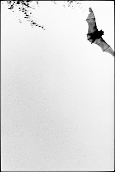 Machiel Botman - Bat