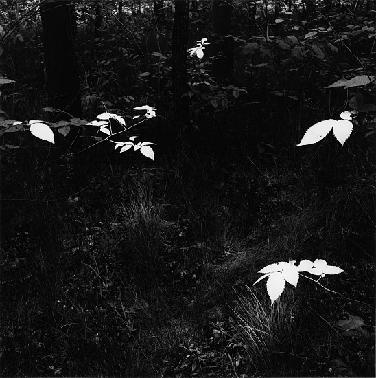 Kenneth Josephson, Wisconsin, 1980
Vintage gelatin silver print, 9 x 9 in. (22.9 x 22.9 cm)
Edition of 50
6615
$6,000