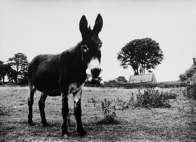 Roger Mayne, Donkey, Yorkshire, 1964
Vintage gelatin silver print, 16 3/8 x 23 in. (41.6 x 58.4 cm)
2949
Sold
