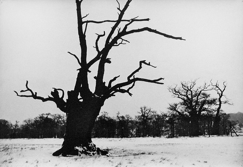 Roger Mayne, Richmond Park, Snow, 1965
Vintage gelatin silver print, 15 5/8 x 23 1/16 in. (39.7 x 58.6 cm)
2945