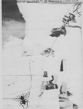 William Larson - Untitled, Fireflies series