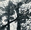 Josef Breitenbach, Forest Limb
c. 1933-39, Vintage toned gelatin silver print