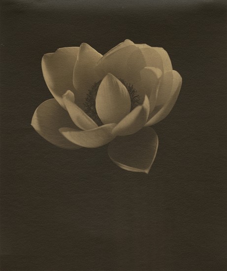 Eduard J. Steichen, Lotus, c. 1915
Vintage palladium print, 7 7/8 x 6 11/16 in. (20 x 17 cm)
7183
Price Upon Request