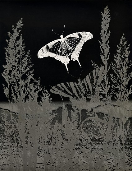Jean-Pierre Sudre, Insecte, 1979
Vintage toned gelatin silver print, 11 13/16 x 9 3/8 in. (30 x 23.8 cm)
6670
$7,000