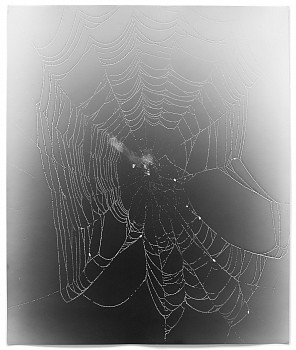 Work: Web Study #20