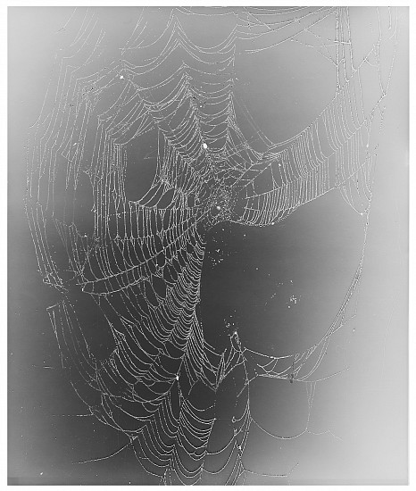 Klea McKenna, Web Study #24, 2015
Gelatin silver print; unique photogram, 23 7/8 x 20 in. (60.6 x 50.8 cm)
7692
$5,500