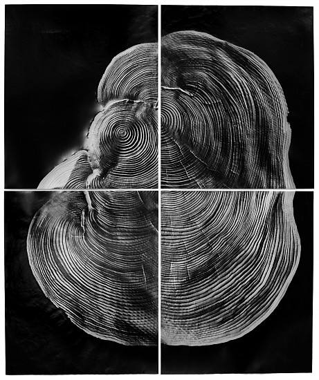 Klea McKenna, Born in 1934, 2019
4 gelatin silver prints; unique photograms with impression, 48 x 40 in. (121.9 x 101.6 cm)
each print 23 x 19 1/2 in. (58.4 x 49.5 cm), photographic rubbing of a 83 year-old Cedar tree

(price includes framing with Tru Vue Optium acrylic)
8039
$15,400