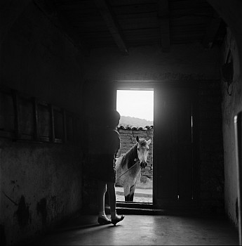 Debbie Fleming Caffery - Horse in Doorway