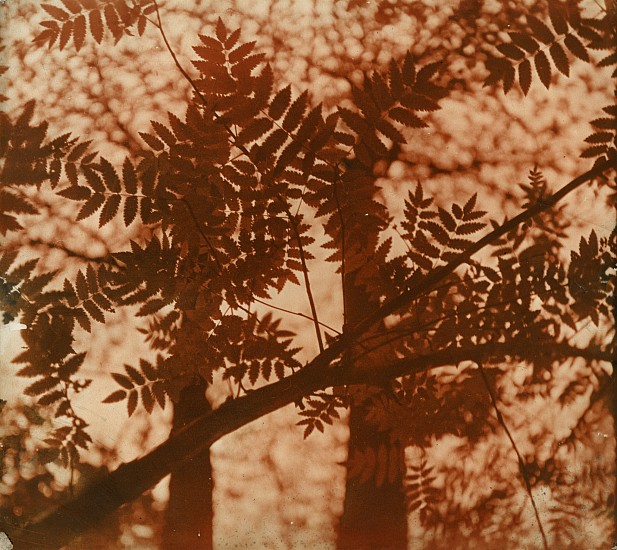 Josef Breitenbach, Forest Limb, c. 1933-39
Vintage toned gelatin silver print, 11 5/8 x 13 in. (29.5 x 33 cm)
5476
$12,000