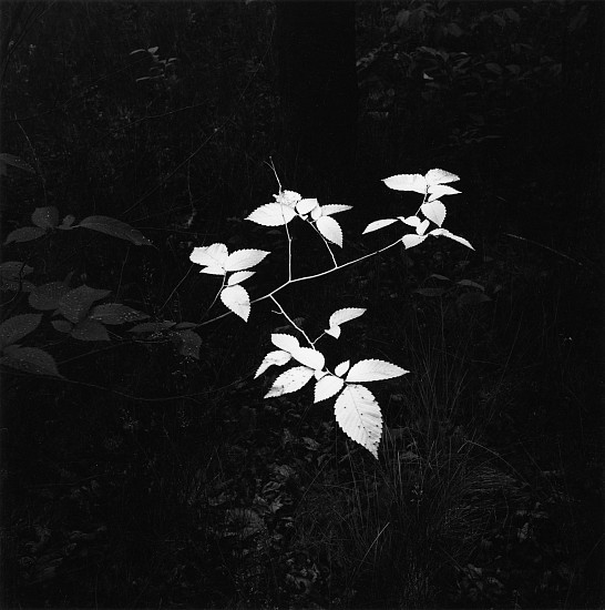 Kenneth Josephson, Wisconsin, 1980
Vintage gelatin silver print, 9 x 8 15/16 in. (22.9 x 22.7 cm)
Edition of 50
5251
$5,000