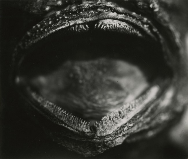 Jean Painlevé, Gueule de poisson montrant les rangées de dents, 1927-29
Vintage gelatin silver print, 5 1/4 x 6 3/16 in. (13.3 x 15.7 cm)
[mouth of a fish showing the rows of teeth]see More Info below for a links to other prints in museum collections
7600
Sold