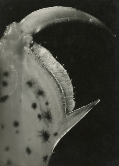 Jean Painlevé et Éli Lotar, Patte de Crevettes, 1929
Vintage gelatin silver print, 8 5/8 x 6 1/4 in. (21.9 x 15.9 cm)
[Paw of Shrimp] (most likely made during the filming of Crabes et Crevettes)see More Info below for a link to an excerpt of the film
8055
Sold