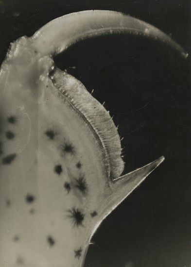 Jean Painlevé et Éli Lotar, Patte de Crevettes, 1929
Vintage gelatin silver print, 14 1/4 x 8 3/8 in. (36.2 x 21.3 cm)
[Paw of Shrimp] or Pince du Crevettes de Sable [Claw of Sand Shrimp] 
(most likely made during the filming of Crabes et Crevettes see More Info below for a link to an excerpt of the film)
8061
Sold