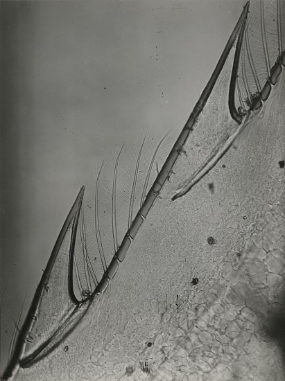 Jean Painlevé et Éli Lotar, Détails trés grossis du rostre de la tÁªte d'une crevette, 1929
Vintage gelatin silver print, 8 1/8 x 6 1/8 in. (20.6 x 15.6 cm)
[Very enlarged details of the rostrum of the head of a shrimp]most likely made during the filming of Crabes et Crevettessee More Info below for a link to an excerpt of the film and a link to a print of the same image at Centre Pompidou
7597
$7,500