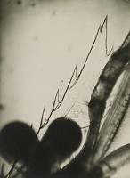 Jean Painlev&Atilde;&copy; et &Atilde;li Lotar Biography