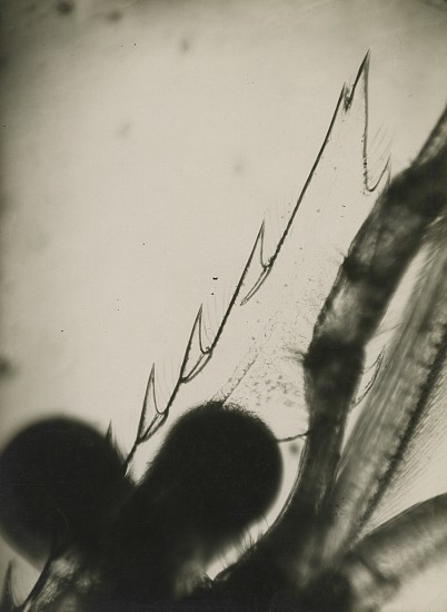 Jean Painlevé et Éli Lotar, Rostre sur le nez de la crevette, c. 1929
Vintage gelatin silver print, 8 3/4 x 6 3/8 in. (22.2 x 16.2 cm)
[rostrum/ridge on the shrimp's nose] (most likely made during the filming of Crabes et Crevettes)see More Info below for a link to an excerpt of the film
8056
$7,500