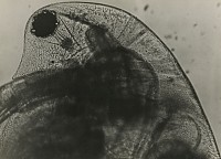 Jean Painlevé Biography