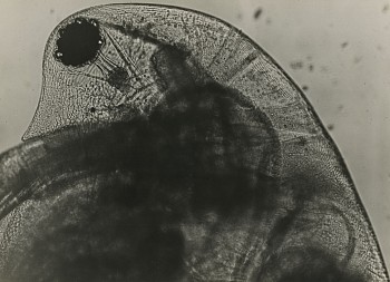 Artist: Jean Painlevé