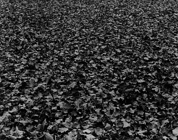 Harry Callahan -&nbsp;Chicago