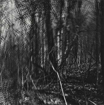 Exhibition: Vibrations of Nature:
In-camera Multiple Exposures, Ralph Eugene Meatyard
