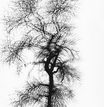 Work: Multiple Exposure Tree, Chicago
