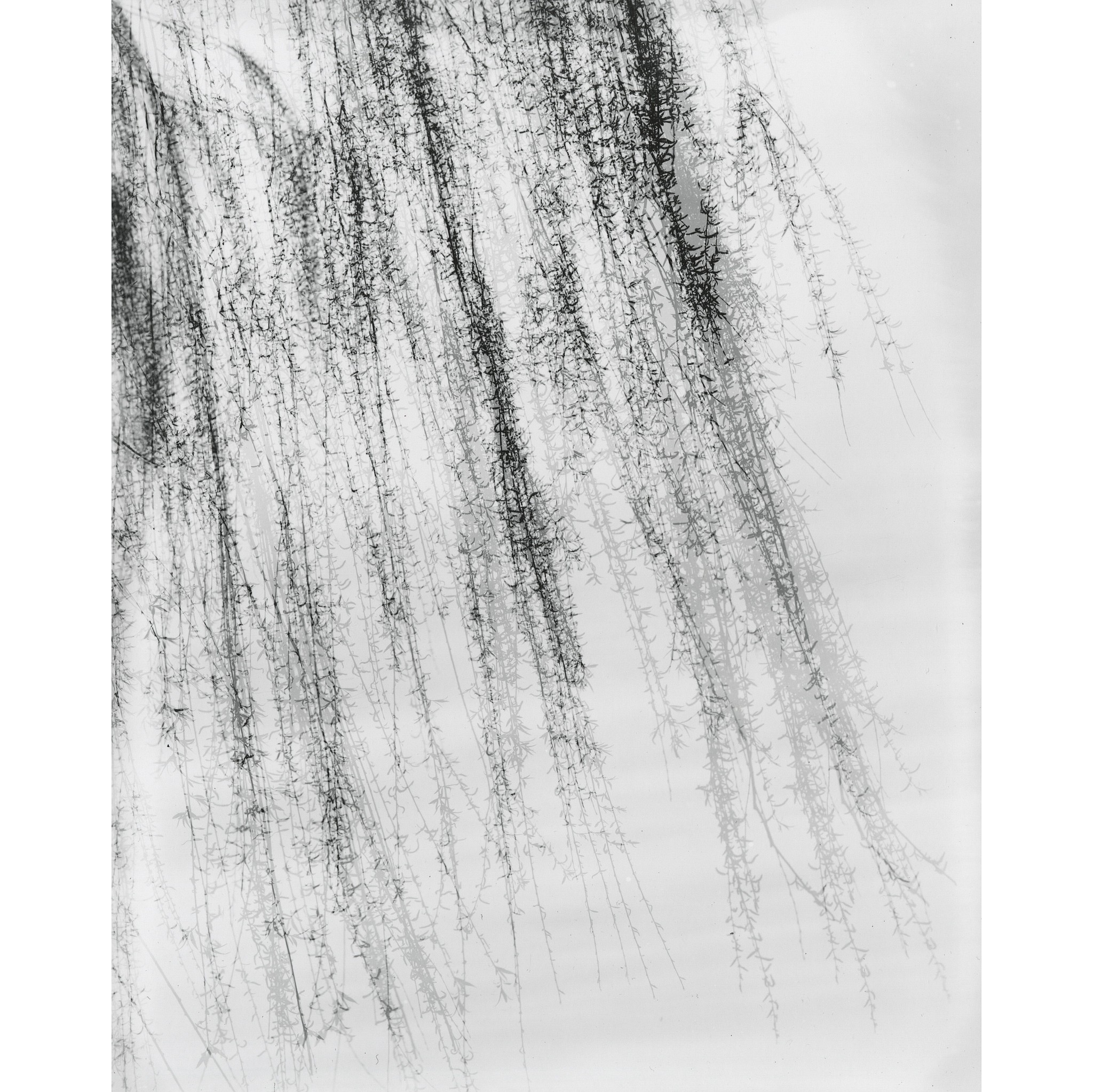 Harry Callahan, Royal Oak, Michigan, 1945,    Content   
  